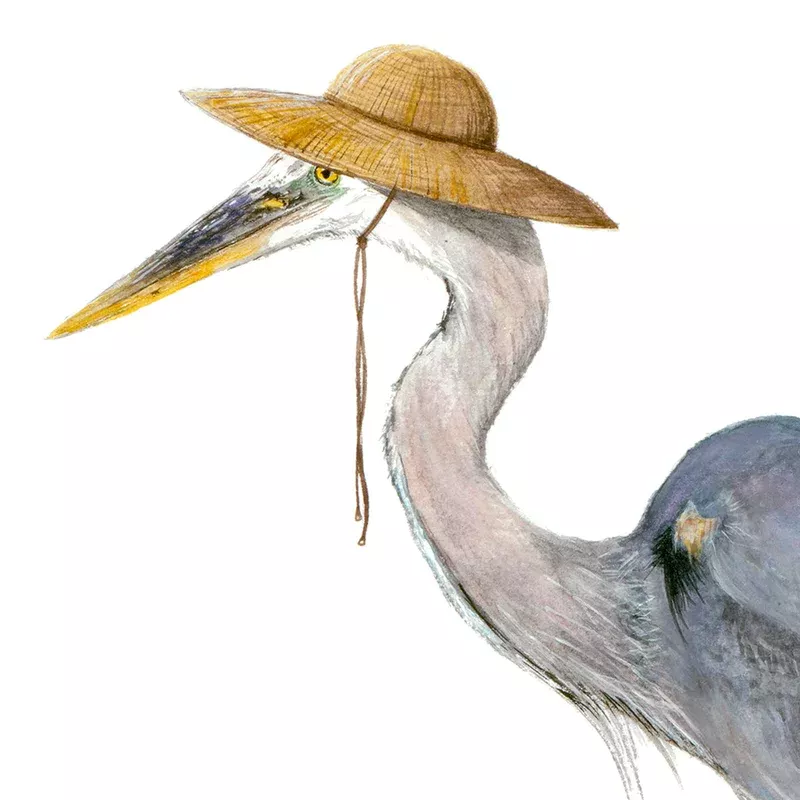 “Great Blue Heron with Straw Hat”